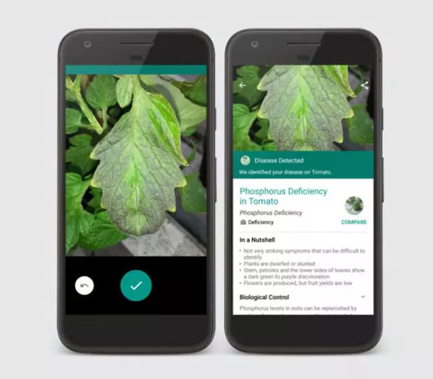 importância das plantas no ecossistema